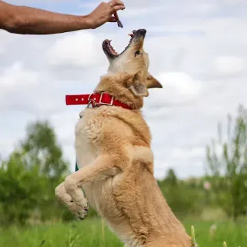 A dog leaping up for a treat in a grassy field