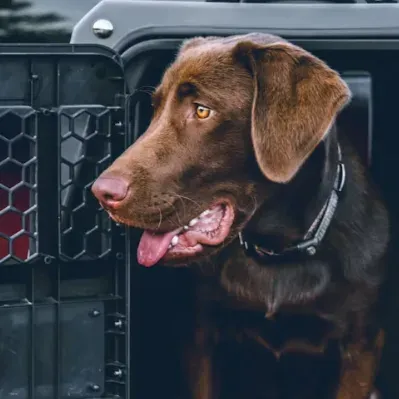 A chocolate Labrador looking out from a travel crate