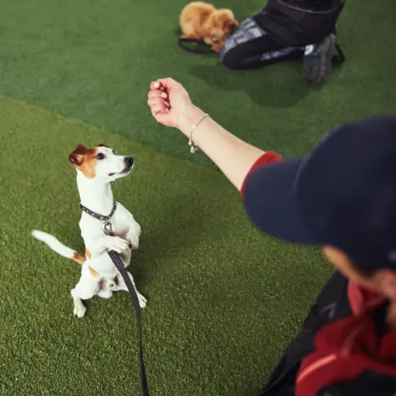 A Jack Russell terrier sitting up for a treat during a training class