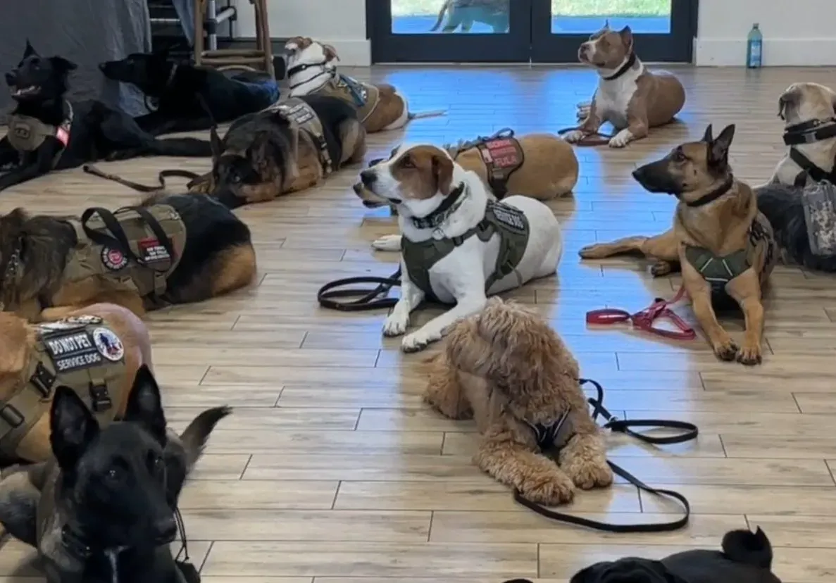 A group of dogs in training vests lying calmly on the floor of a training room