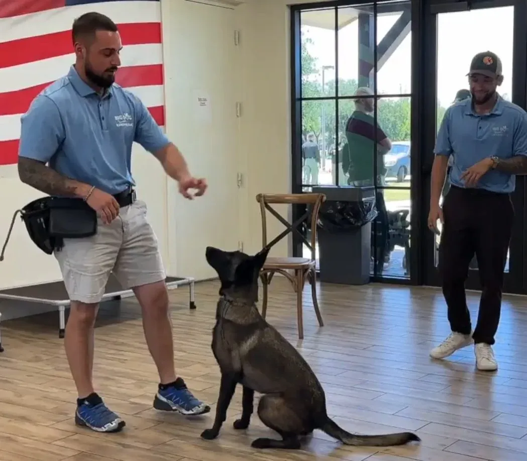 A trainer works with a Belgian Malinois during an indoor training session at Big Dog Ranch Rescue